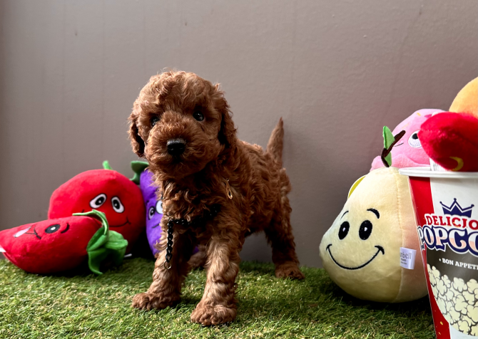 Toy poodle red brown Kore mini yavrularımız